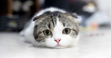 cat quotes 1