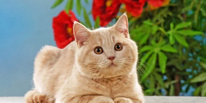 cat quotes