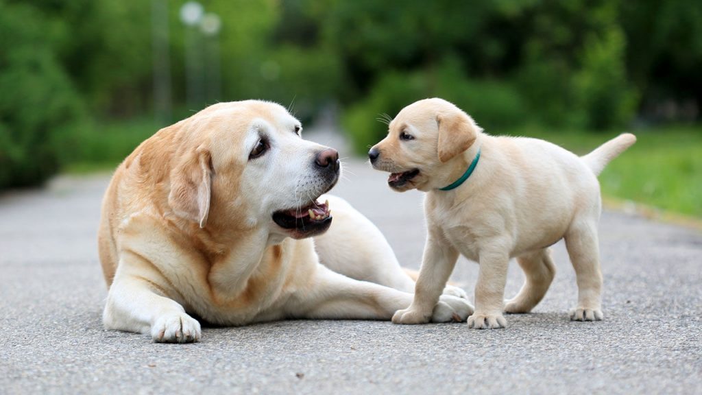 dog quotes