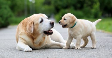 dog quotes