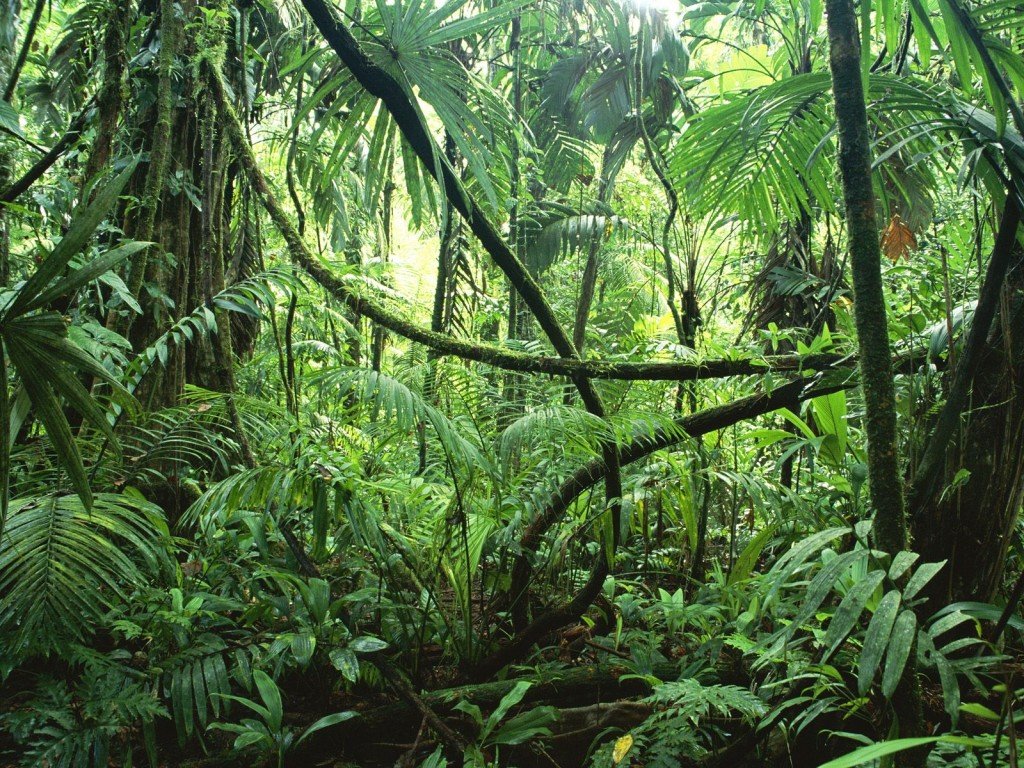 Amazon-Rainforest-1