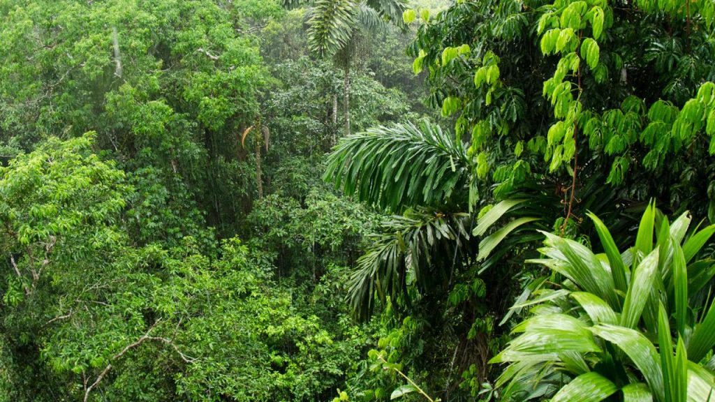 Amazon rainforest Image