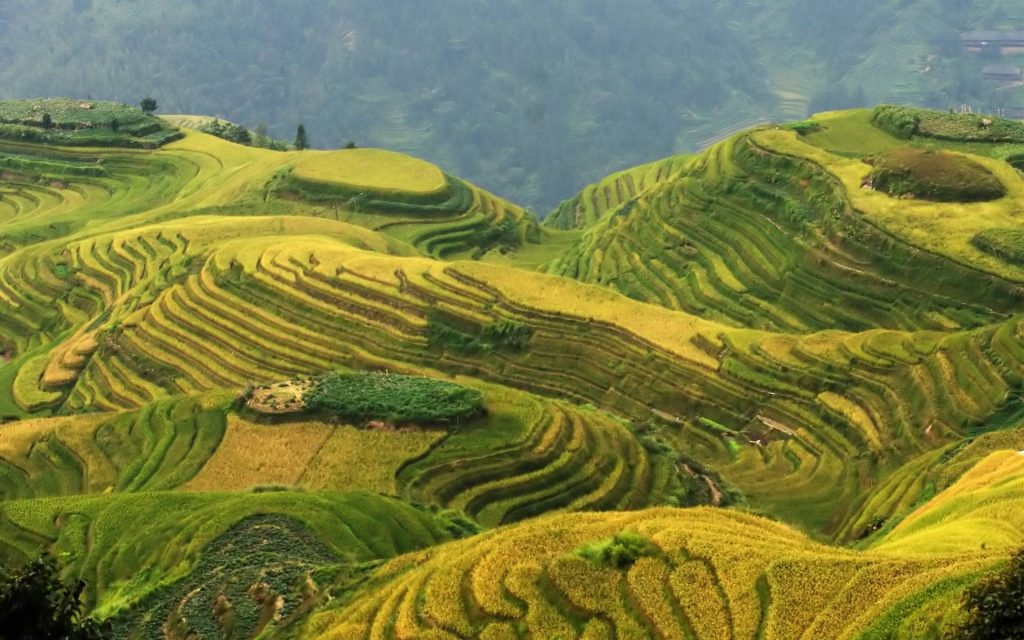 Longji Rice Terraces In China View