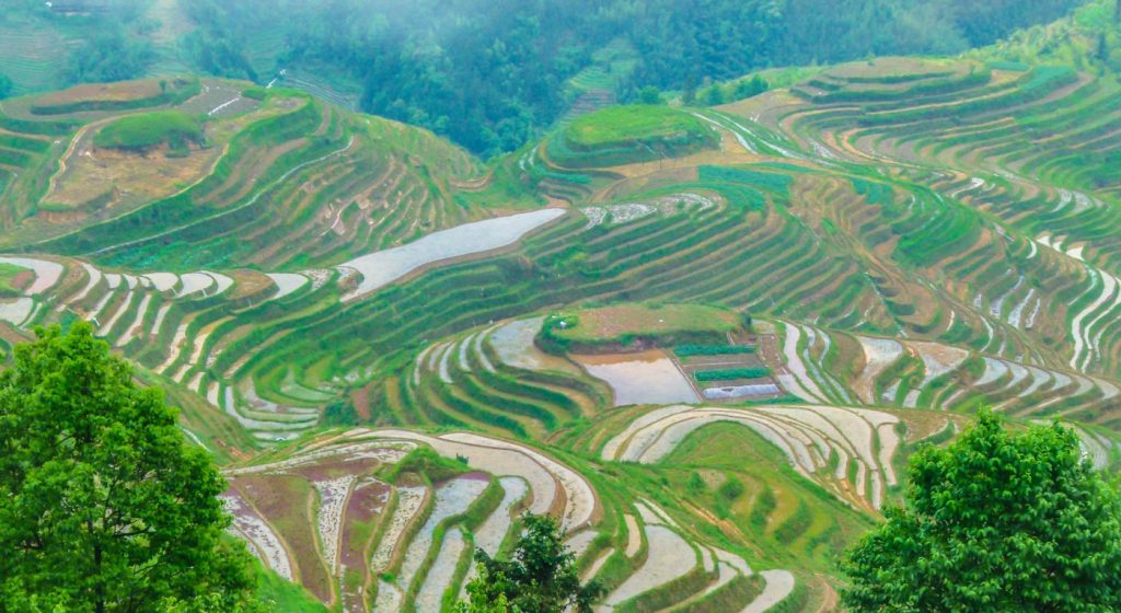 Longji Rice Terraces Pic