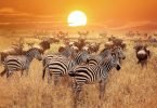Serengeti National Park zebra