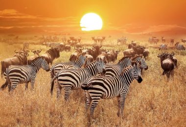 Serengeti National Park zebra