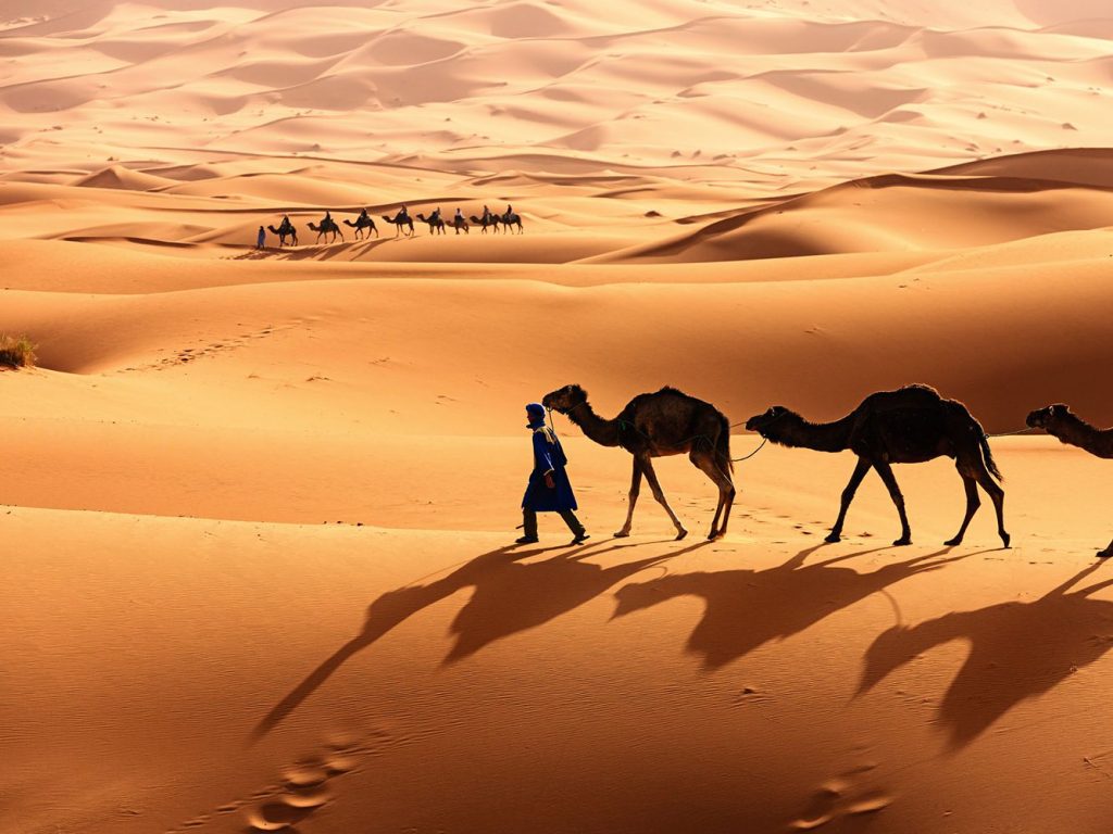 sahara desert camel