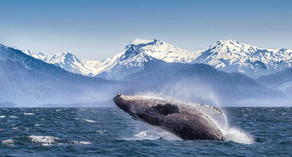 alaska whale