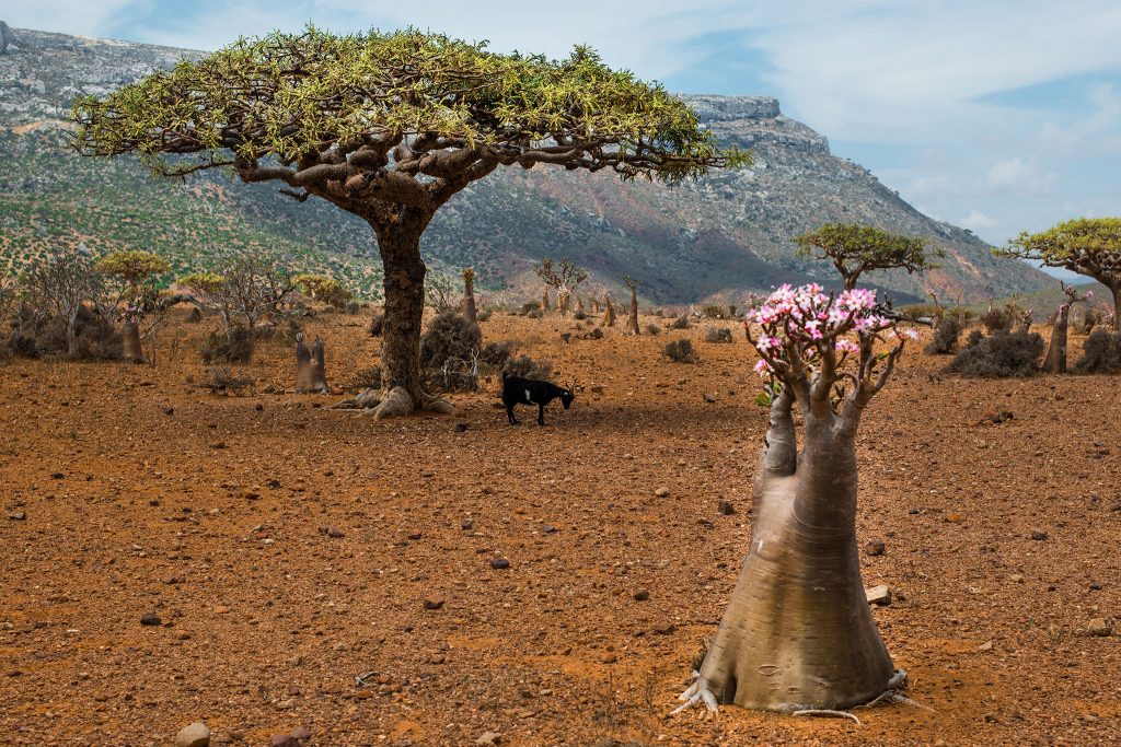 socotra tree