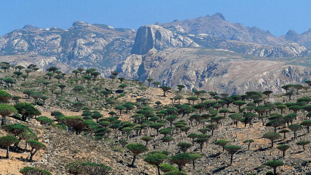 socotra view