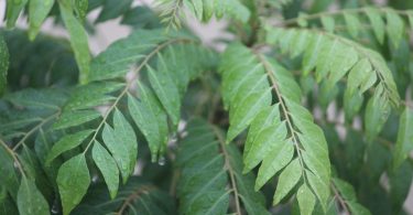 Amazing Health Benefits Of Curry Leaves