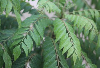 Amazing Health Benefits Of Curry Leaves